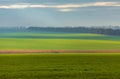 Emerald fields. Spring fog. Winter culture. Royalty Free Stock Photo